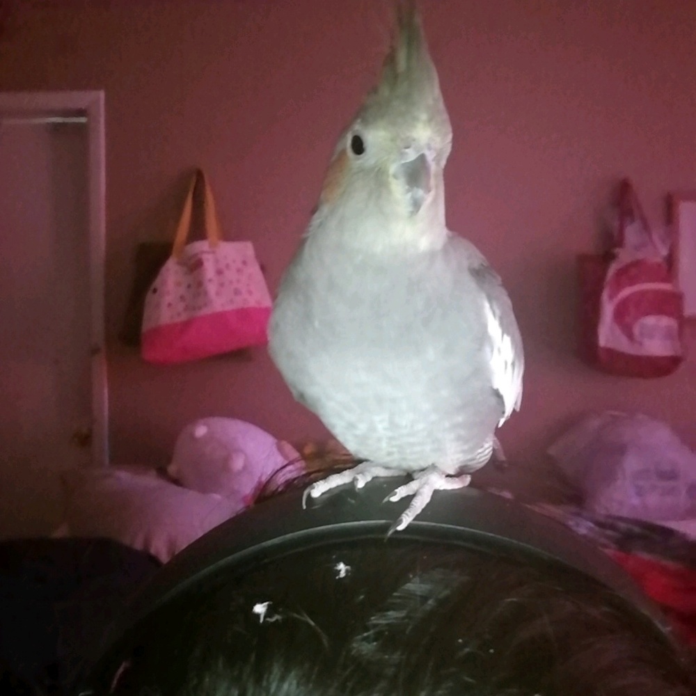 Meet your Posher, Belky